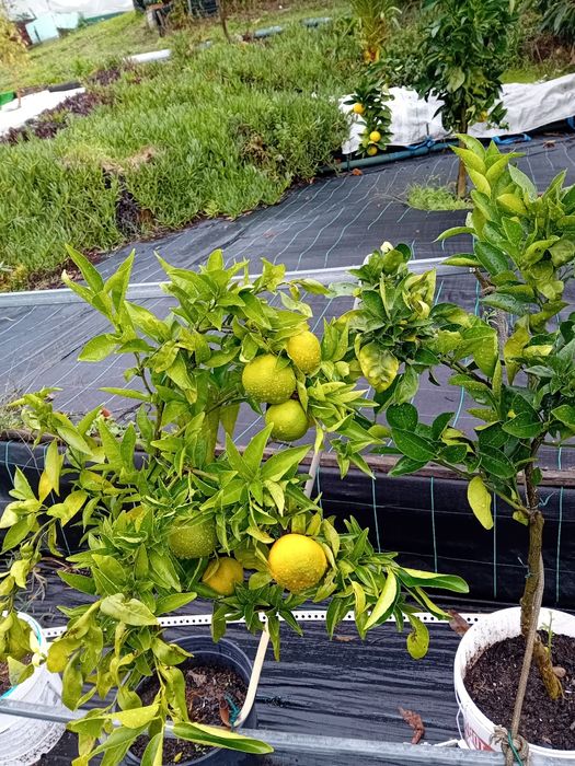 Campanha de promoção