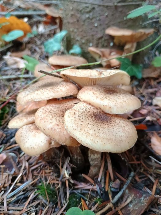 OPIEŃKI Świeże grzyby