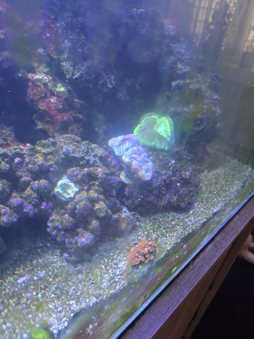 Akwarium morskie życie