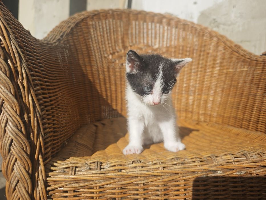 Kotki szukają nowego domu