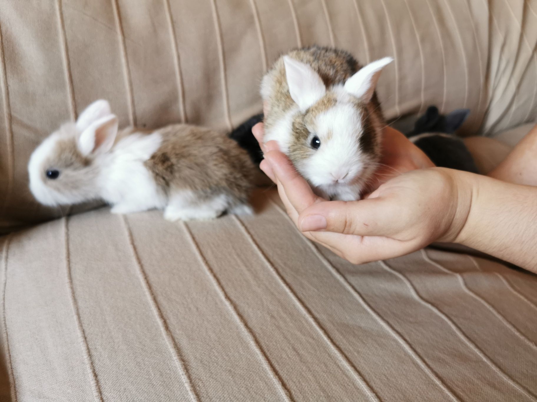 KIT Coelhos anões angorá e holandês mini muito fofos