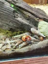 Świderki - ślimaki akwariowe