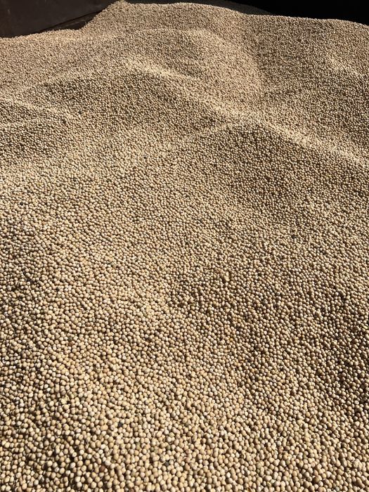 Продам горох. Урожай 2025