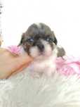Piękna suczka rasy Shih-Tzu szuka domku