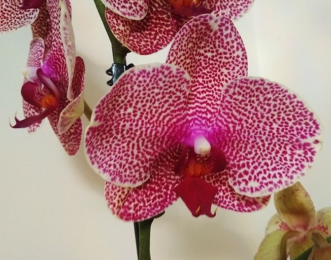 Орхидея фаленопсис Сезам