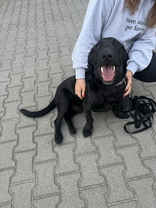 Piesek Batman szuka swojego człowiek