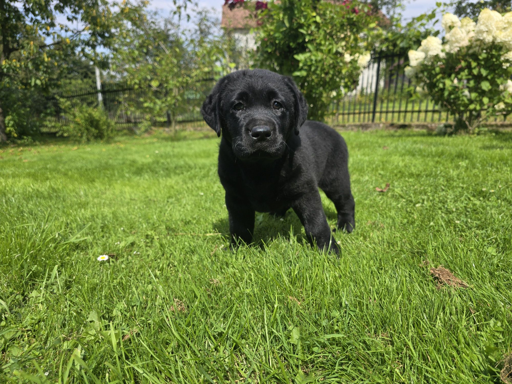Labrador Retriever! Czarny, grubej kości szczeniak!
