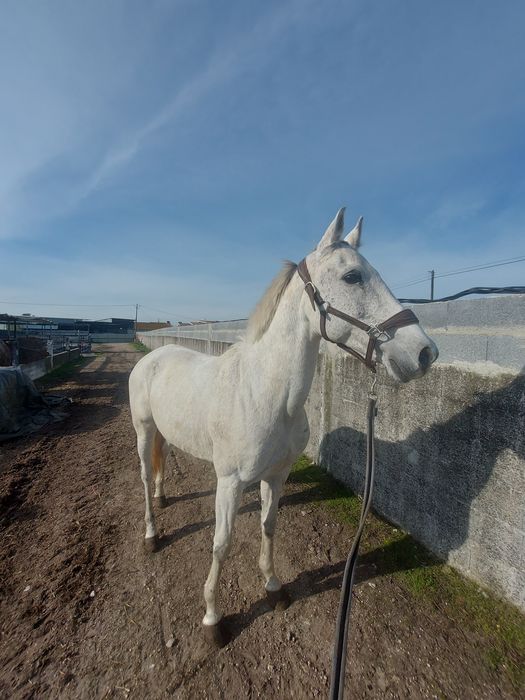 Vendo égua  montada