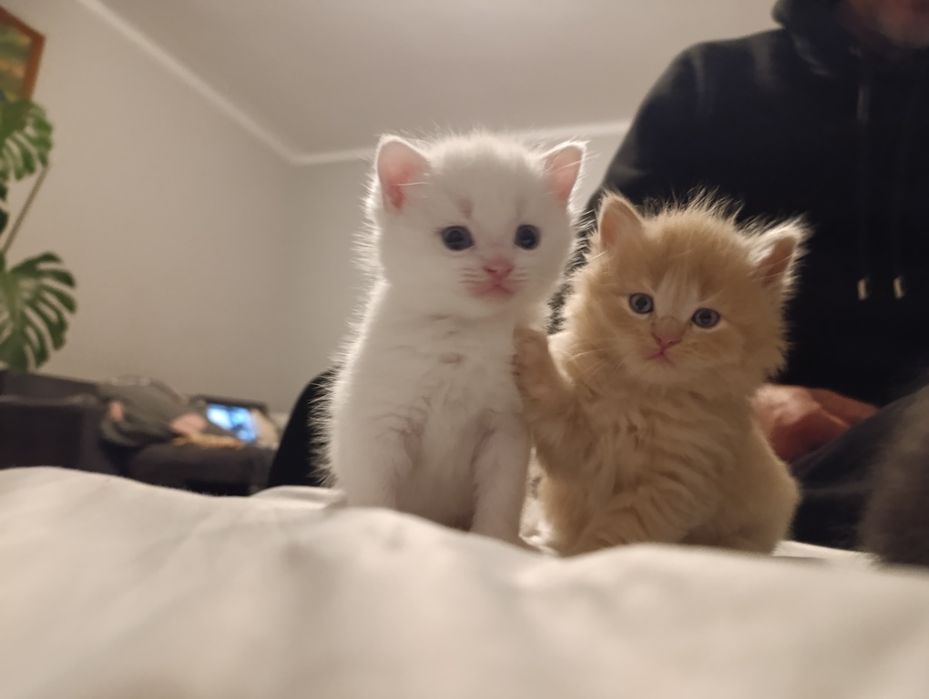 Відам трьох дуже милих кошенят у добрі руки