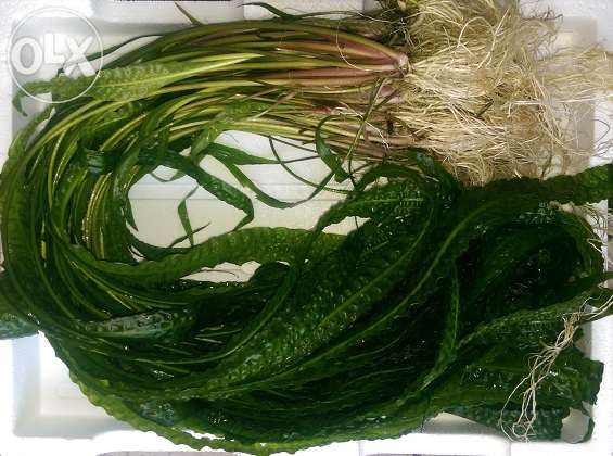 Cryptocoryne balansae i inne od Tapajos.pl W-wa dużo ryb i roślin