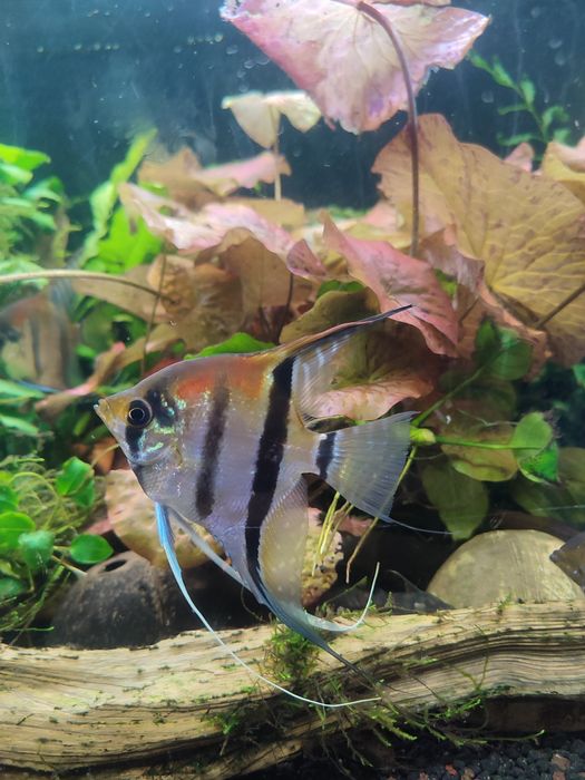 Skalary mancapuru Red