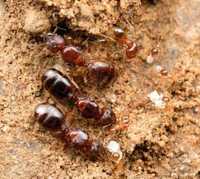 Pheidole megachephala  экзатические муравьи