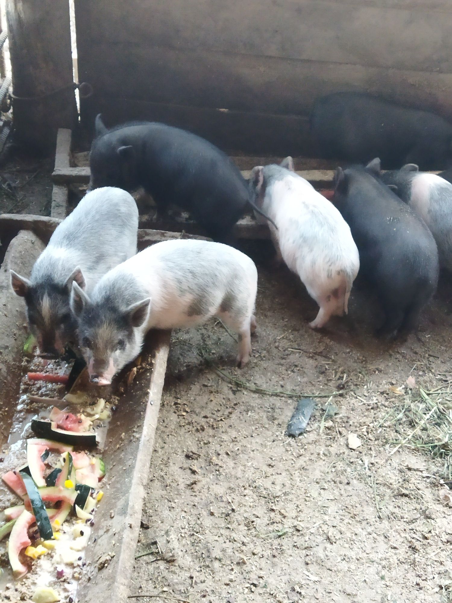 РАСПРОДАЖА!Вьетнамские свиньи, мангалица.