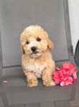 Maltipoo F1 szczeniak - piesek