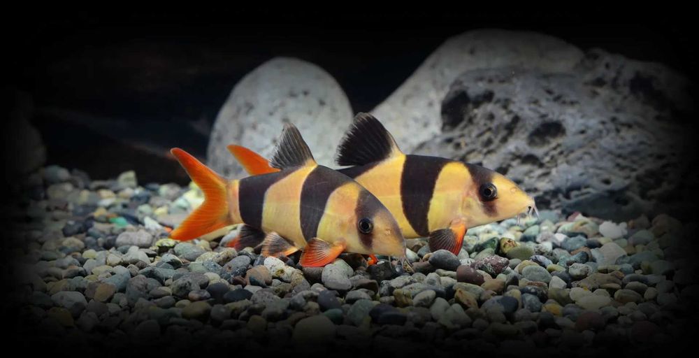BOTIAS PALHAÇO PEIXE