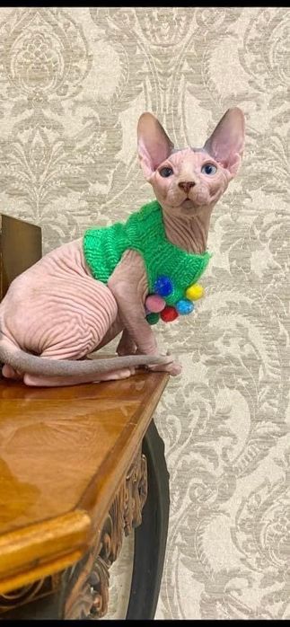 Котята сфинксята Киев