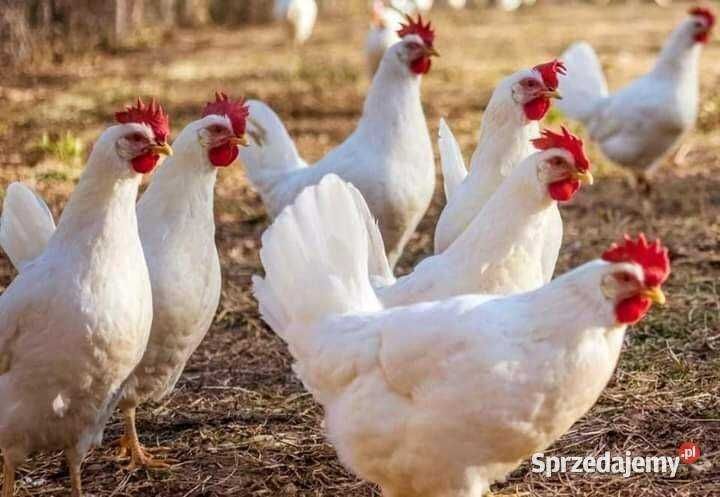 Ferma sprzeda kury ł82