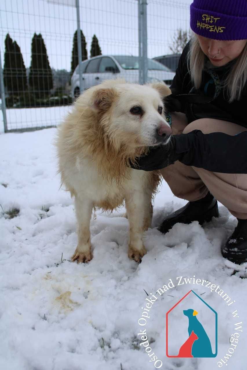 Śnieżek - łagodny piesek  szuka domu!