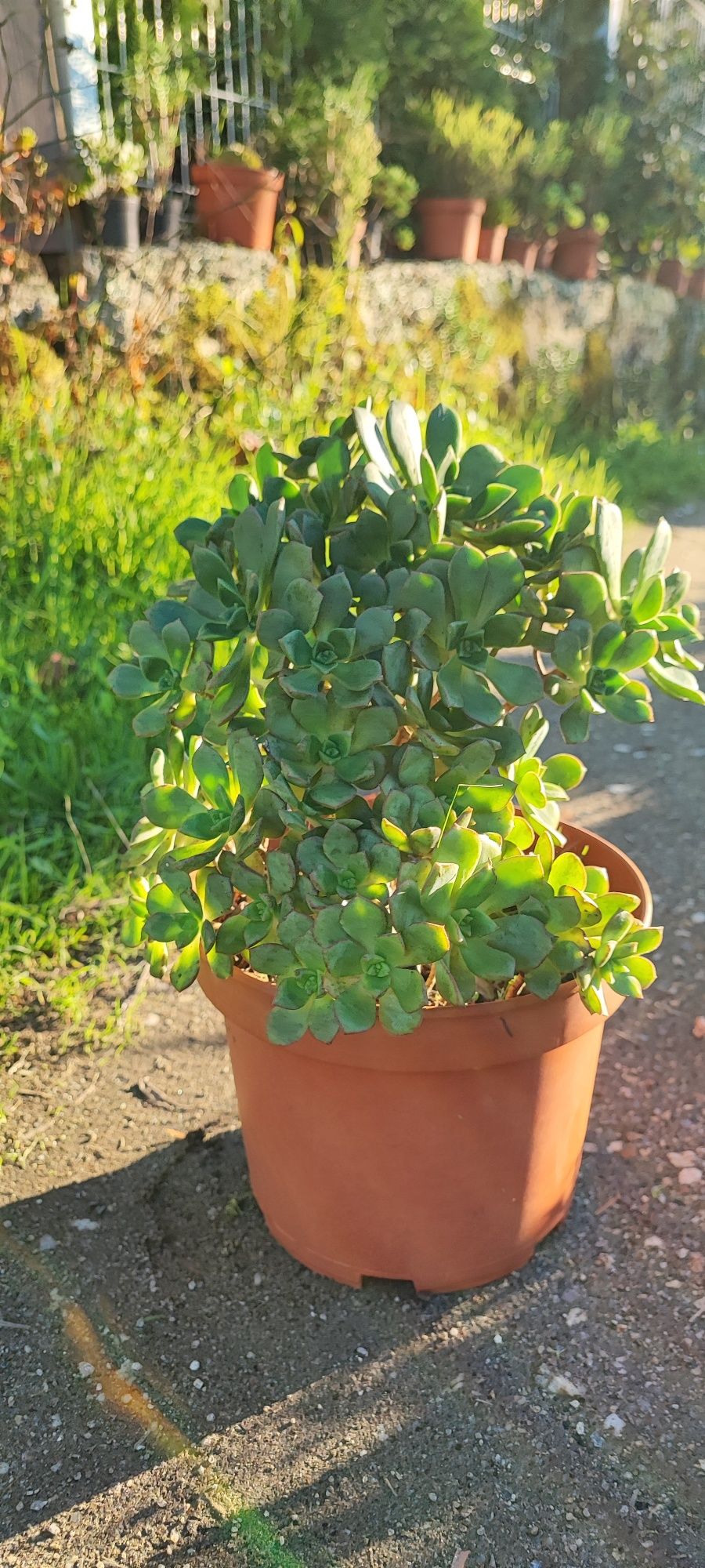 Planta suculenta