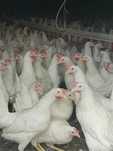 Kury Nioski Leghorn 24 tygodnie z jajkiem. Wysylka!