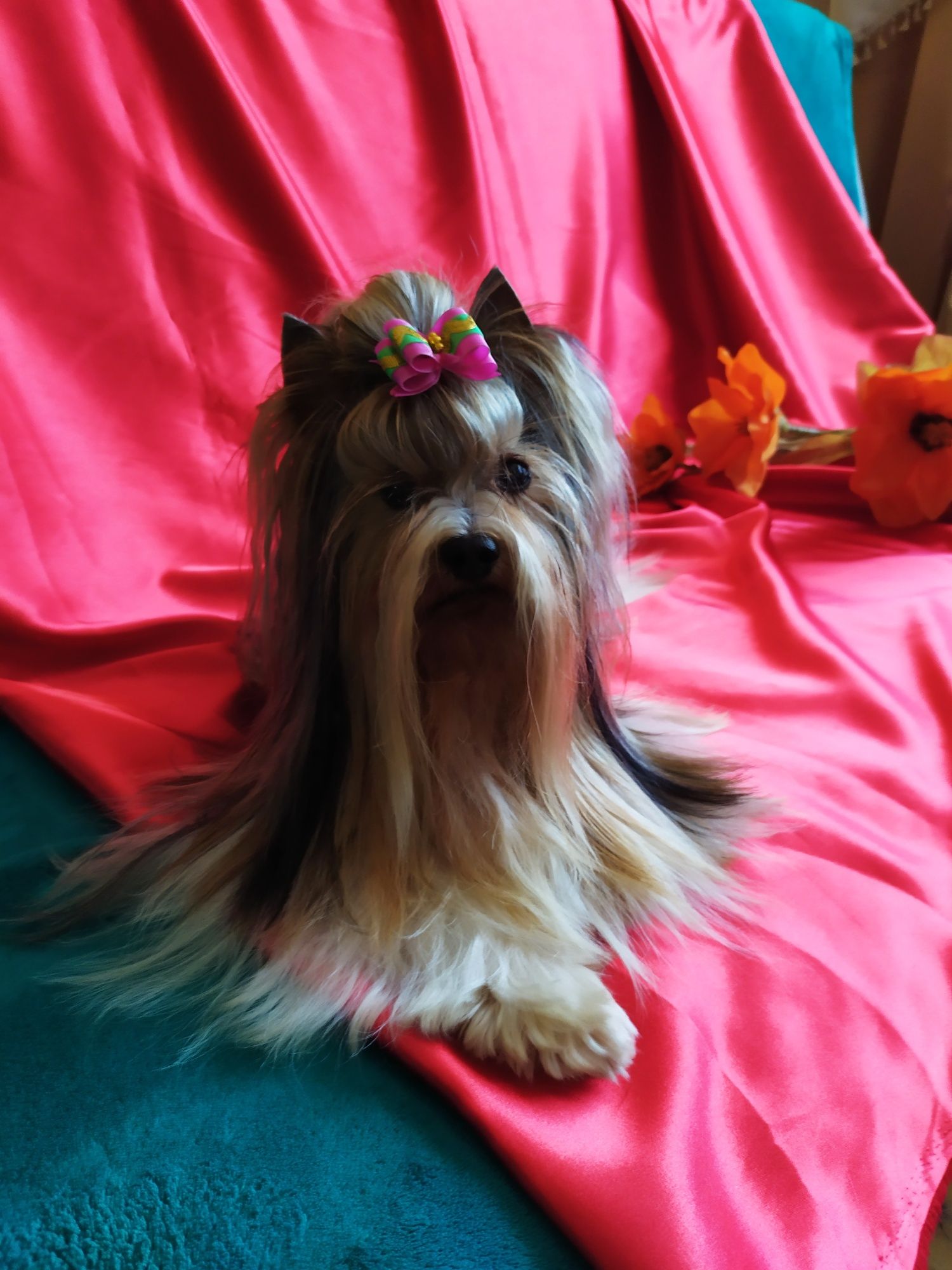 Biewer Yorkshire terrier,  samiec .