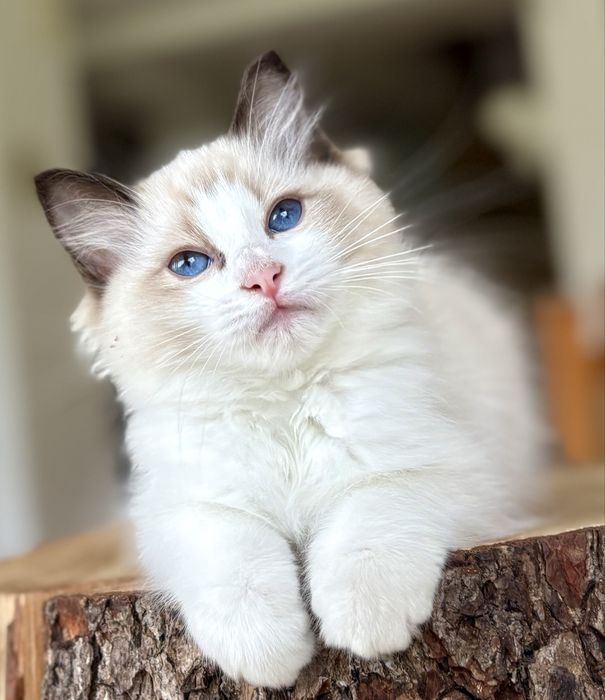Ragdoll FPL kotka seal bicolor
