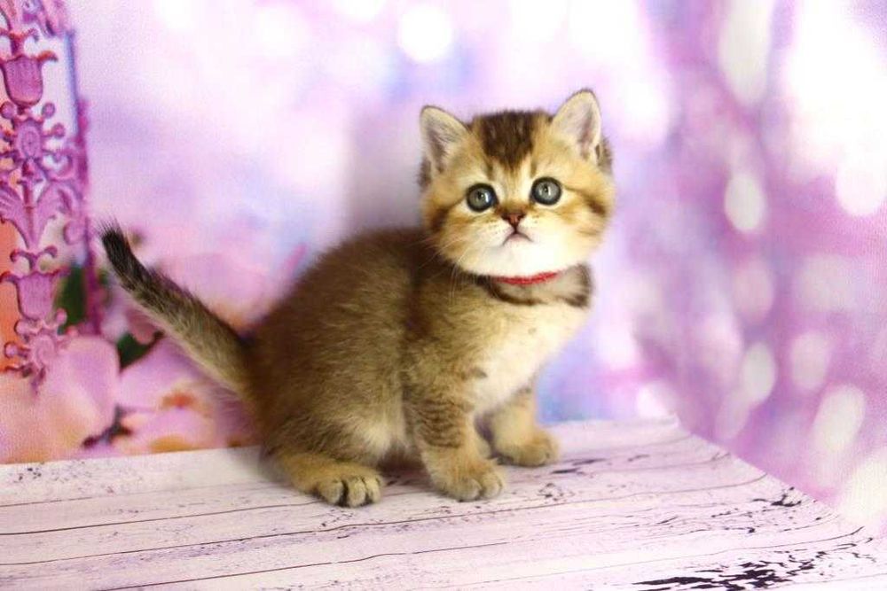 Очень красивый шотландский прямоухий котик