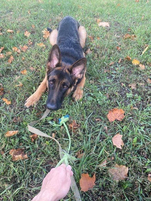 Отдам щенка немецкой овчарки в добрые руки