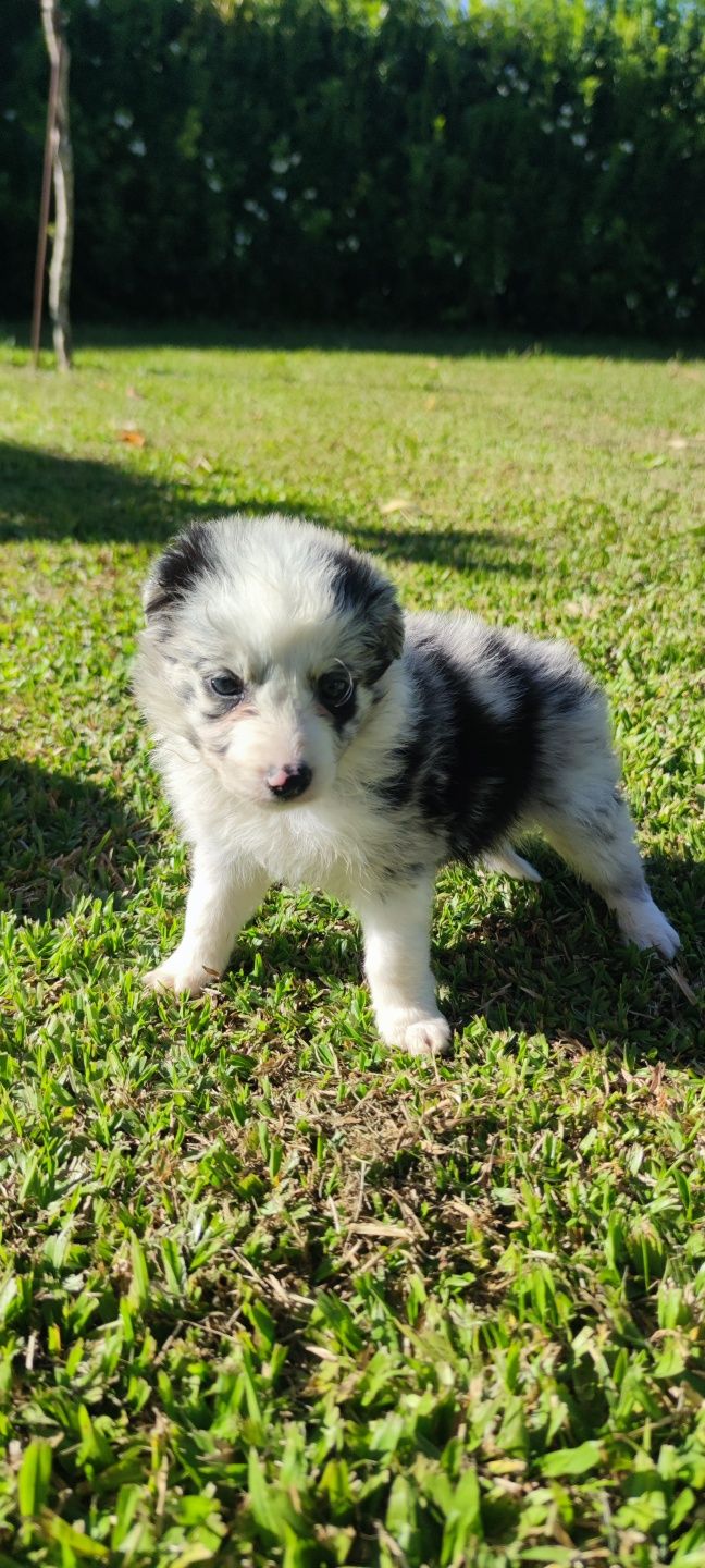 Border Collie Blue Merle fêmea