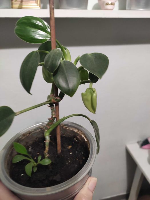 Papirus kwiatek domowy