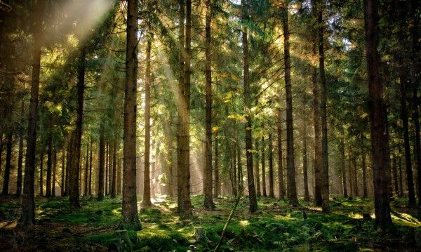 Ворзель 16 га.Землі рекреації.Ліс, асфальт.Без %.