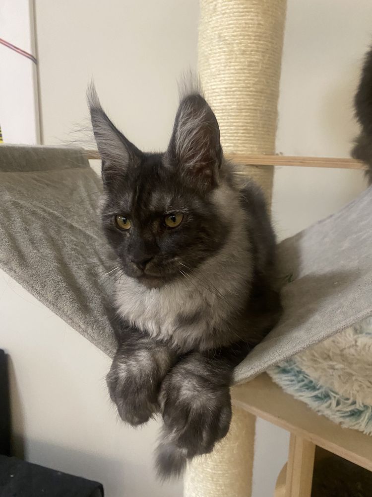 Maine Coon dymna kotka polydaktyl