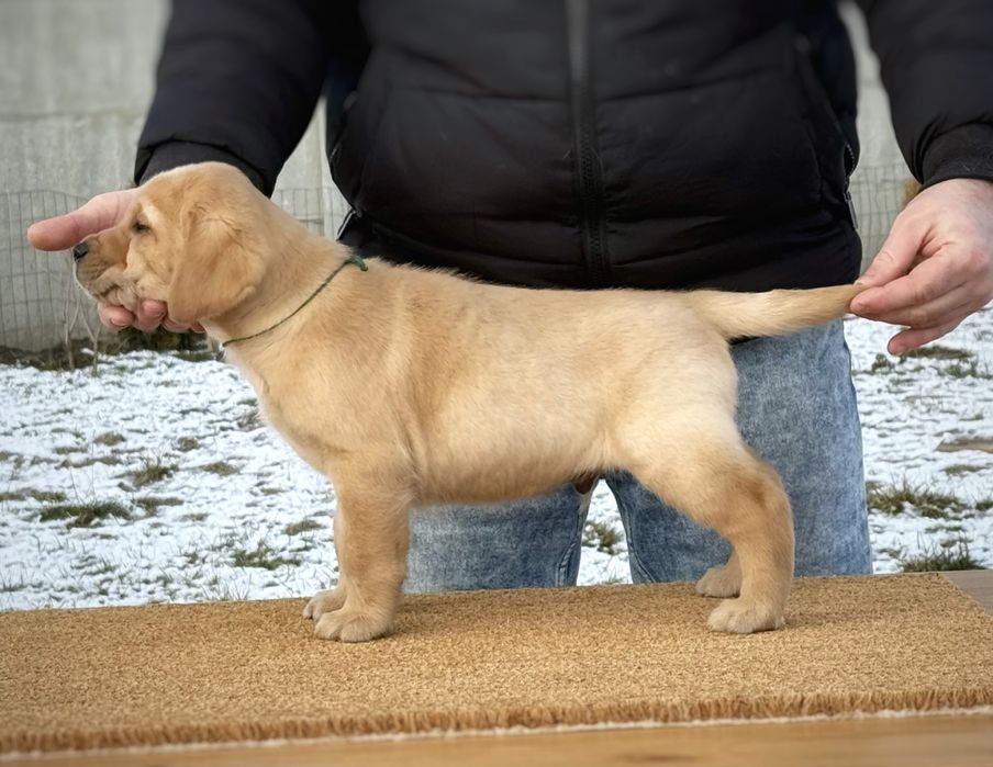 Руді хлопці з розплідника КСУ.