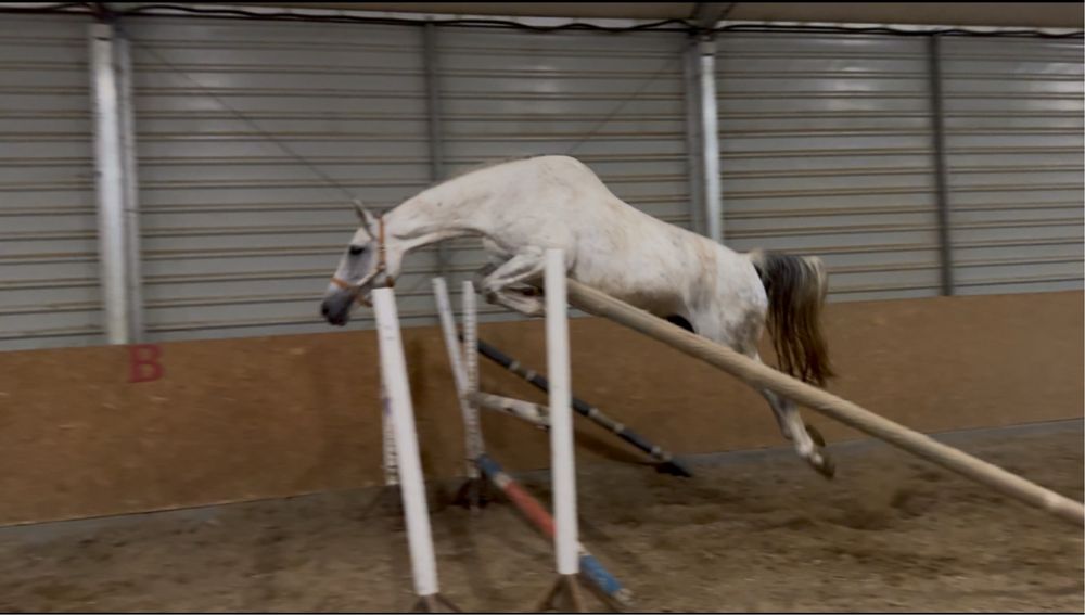 Klacz skokowa z olimpijskim rodowodem - rodzeństwo  na poziomie 150cm