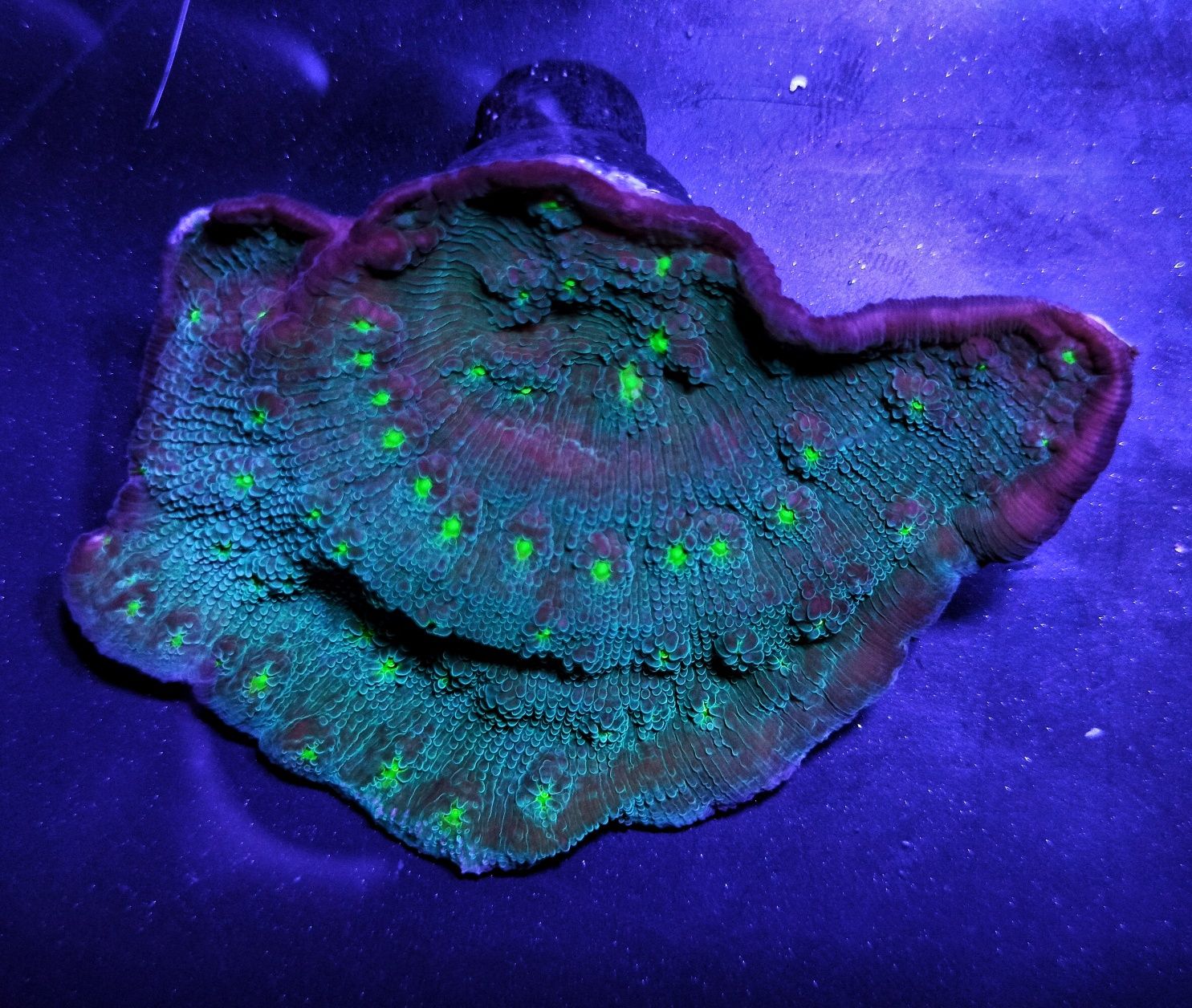 Echinopora Lamellosa Blue Green Chalice LPS koral korale koralowiec