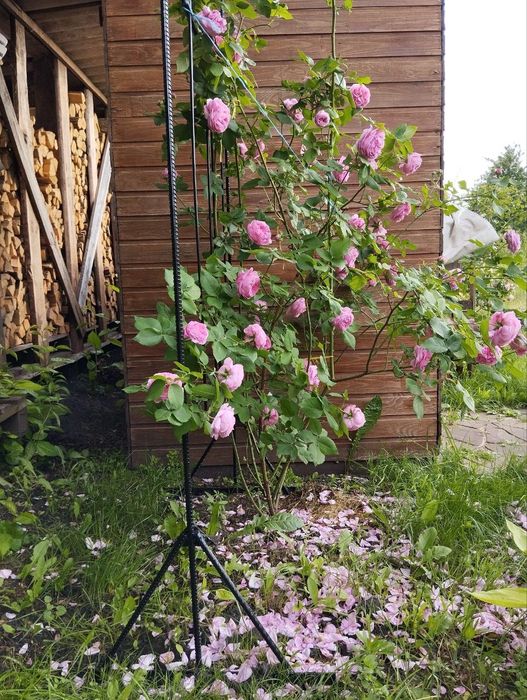 Опори для троянд,клематисів та інших плетучих рослин.