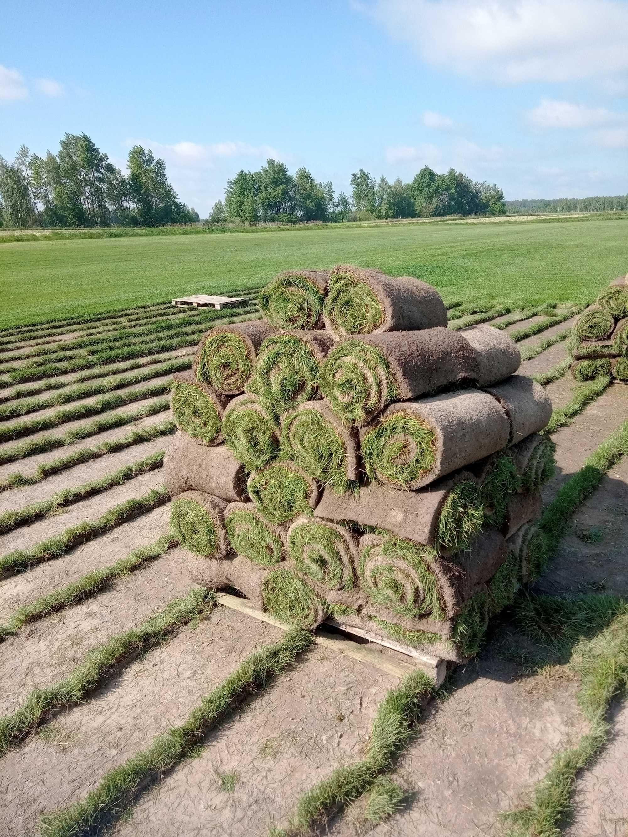 Trawnik z rolki LUBELSKIE od Producenta, świeżo wycinana.