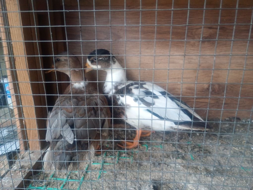 Kaczki Call Duck, Kanadyjskie - pary 25