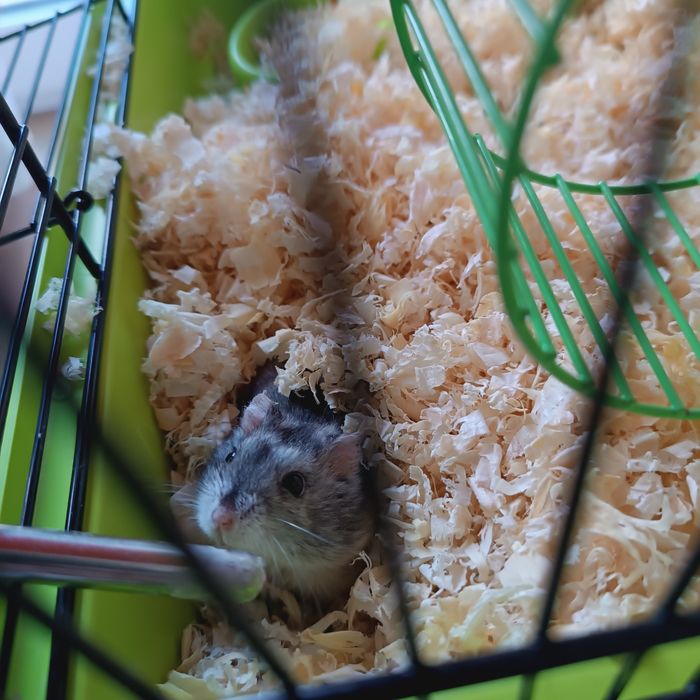 Klatka , chomik . Plus dodatki .