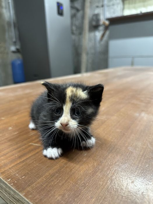 6 Gatinhos para adoçao