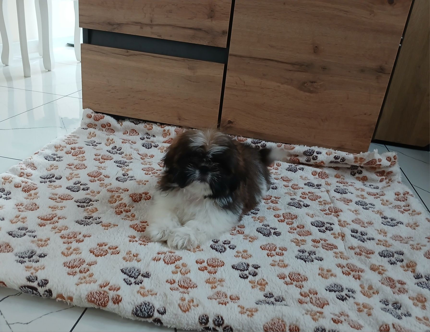 Piesek Shih-tzu z Rodowodem