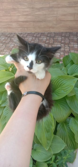 Котенок в хорошие руки. Котята даром. Кот. Котик бесплатно