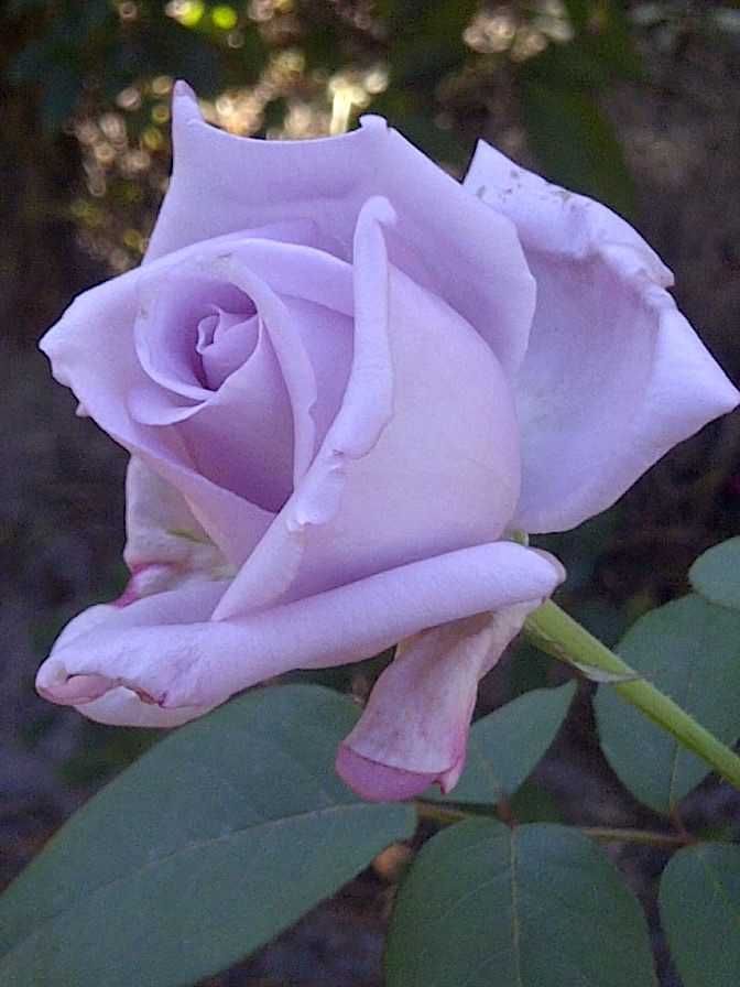 Roseira que dá a ROSA AZUL - Muito lindas