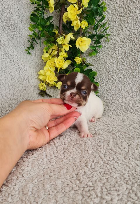 Excecional menina minimini Chihuahua.Chiuaua linhagem Russa, Qualidade