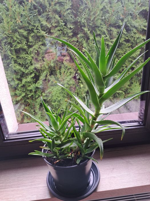 Aloes cena za 1 doniczkę