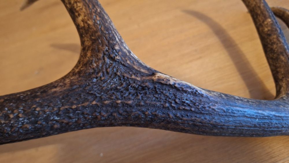 Zrzut jelenia poroże