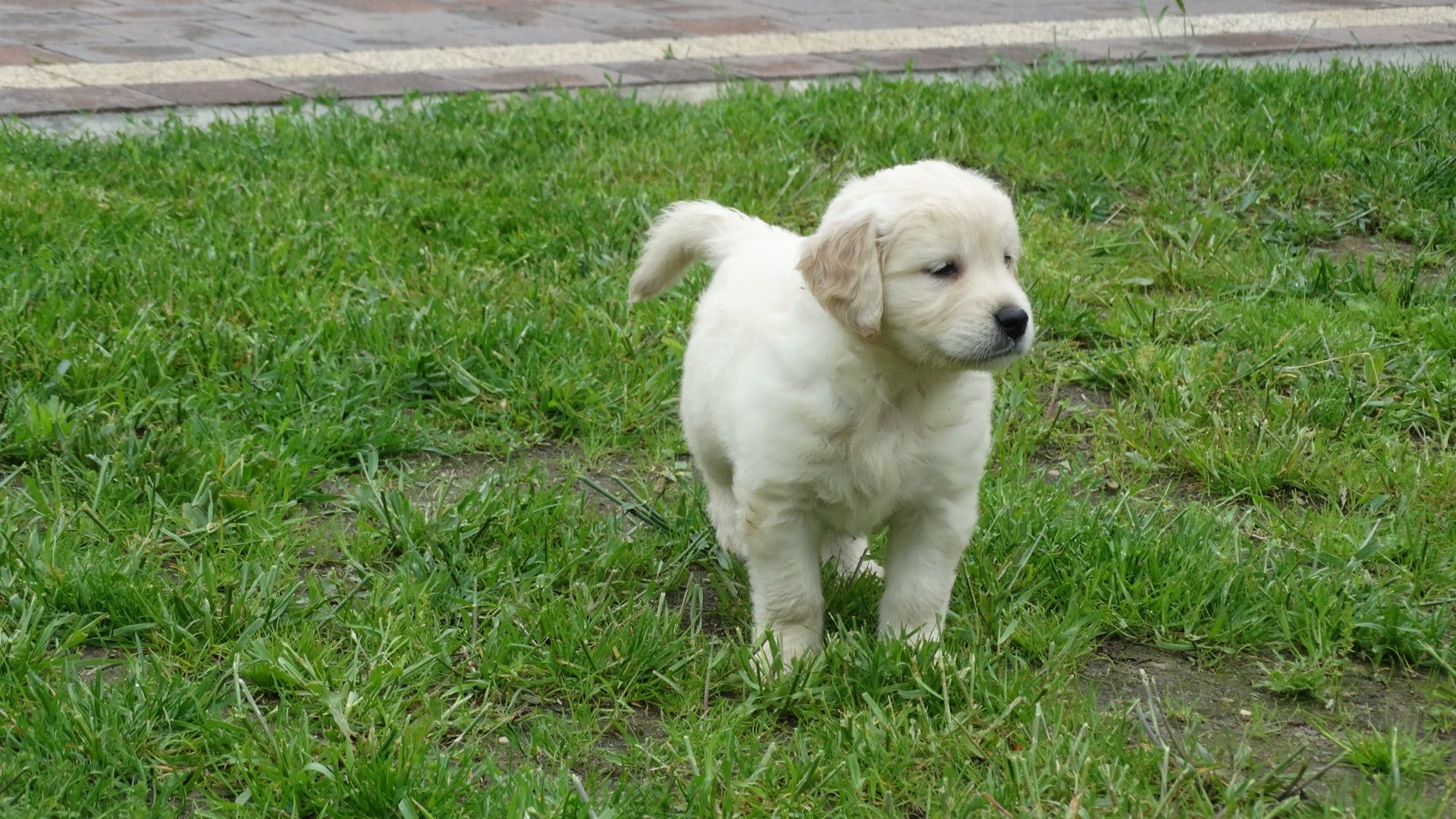 Golden retriever piesek