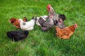 Kury nioski z własnej hodowli kurki zadbane i zdrowe wszystkie rasy !