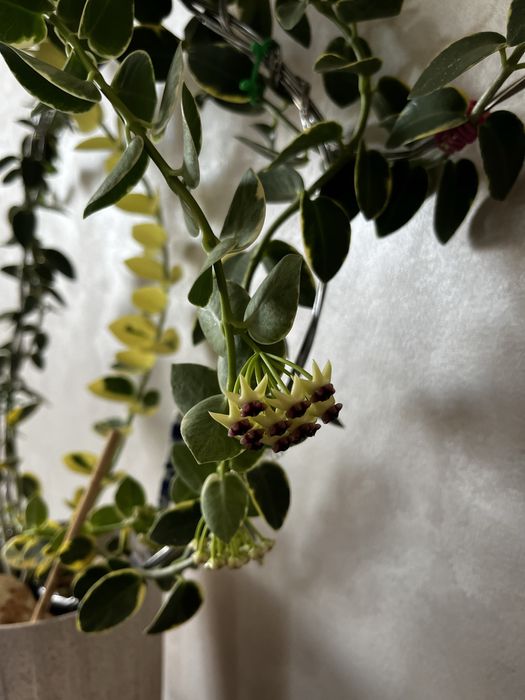 Хойя Cumingiana alba камінджиана альба