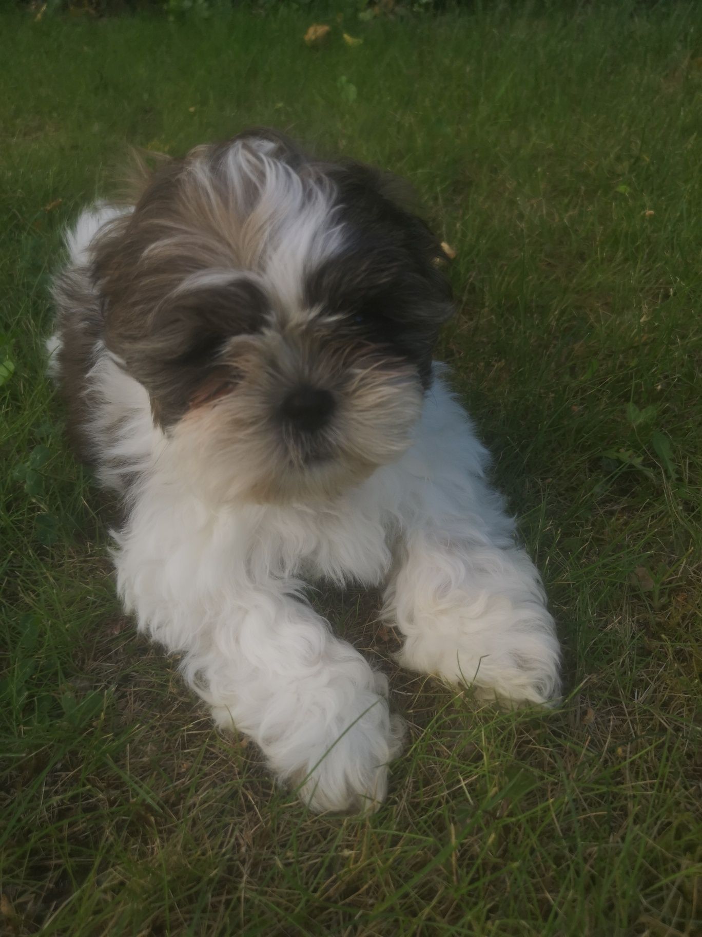 Szczeniaczek Shih-tzu.